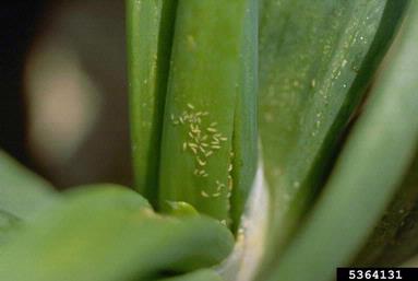 Onion thrips (Thrips tabaci) nymphs in new growth, between onion leaves.