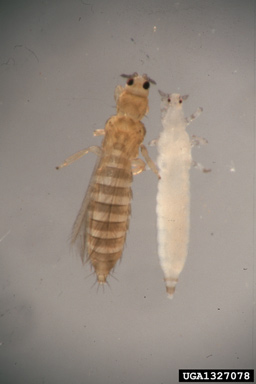 Adult and immature thrips (Thrips tabaci).