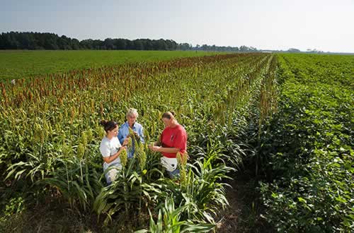 researchers in a sorghum field