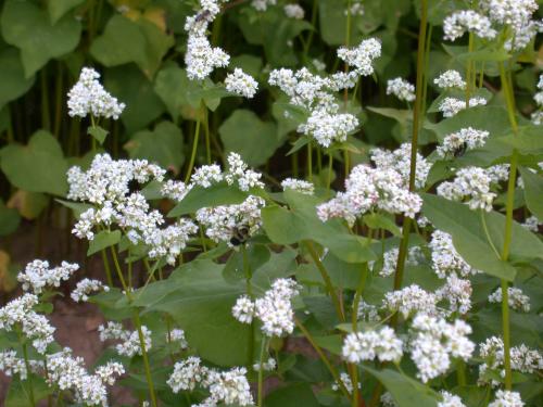 Buckwheat flowers attract a wide diversity of beneficial insects including pollinators. Because buckwheat can be planted in advance of an income-producing crop, beneficials can become established before they are needed.