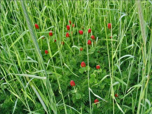 A polyculture of crimson clover, cereal rye and hairy vetch used as a green manure cover crop for sweet corn. 