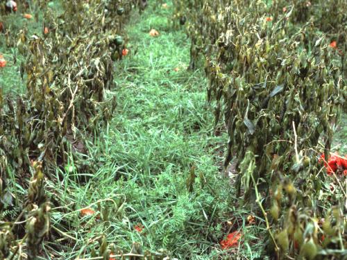 Hairy vetch plus winter rye were broadcast into this field of bell peppers at the end of August in southern Vermont