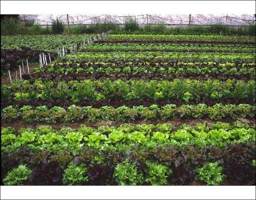 Introduction To Season Extension In Organic Vegetable Production Systems Eorganic