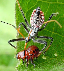 Assassin Bug