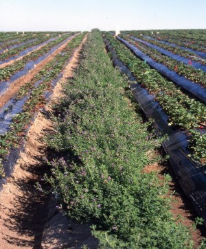 Alfalfa as a trap crop with strawberries