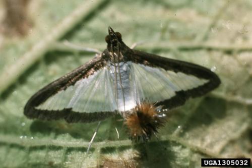 Adult melonworm moth