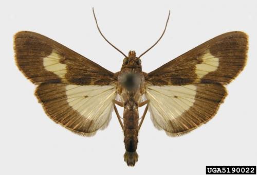 Adult pickleworm moth