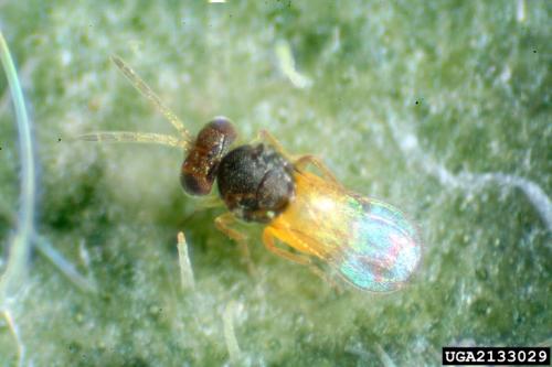Whitefly parasitoid, Encarsia formosa