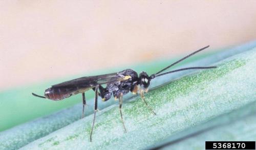 Ichneumonid wasp 