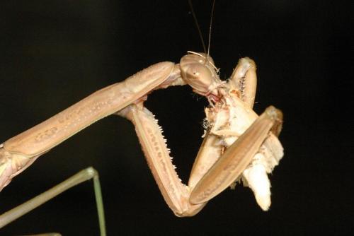 Praying mantid consuming prey insect