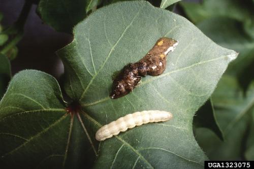 Nuclear polyhedrosis virus