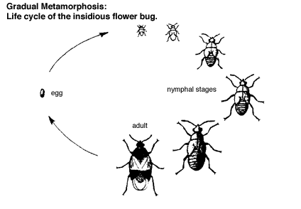 Ecological Understanding of Insects in Organic Farming Systems: Insect Life  Cycles | eOrganic