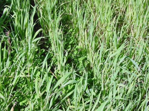 A biculture of black oats and crimson clover are drilled in alternating rows as a green manure cover crop for sweet corn.