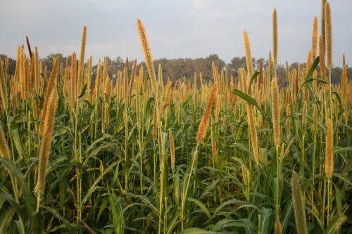 A monoculture stand of pearl millet 'Tifleaf3' one week before termination.