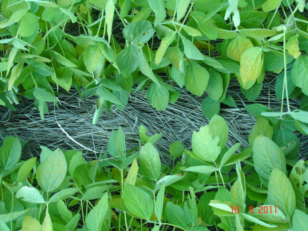 organic soybeans emerging in rolled/crimped rye cover crop