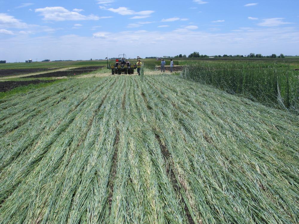 rolled/crimped rye cover crop with soybeans planted in one-pass operation