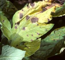 Figure 1 Early blight on tomato leaf
