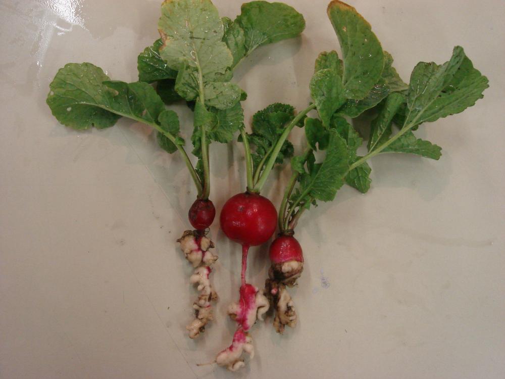 Clubroot of radish