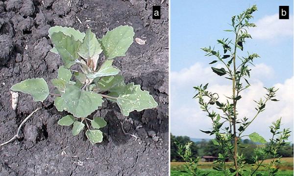 shepherd's purse Capsella bursa-pastoris Weed Profile - Weed Identification