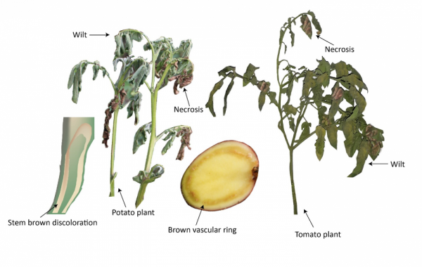 wilt disease on plants