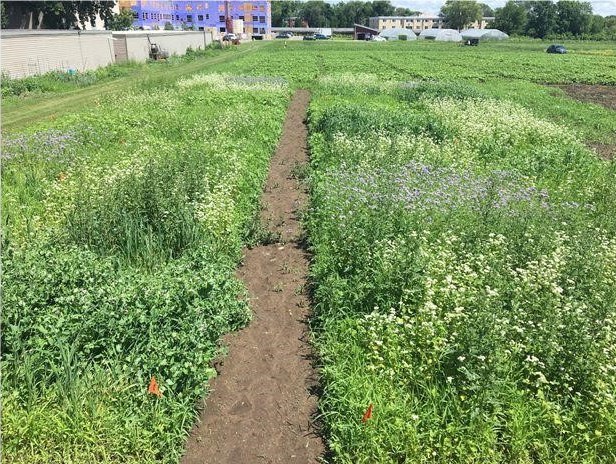 Summer cover crops