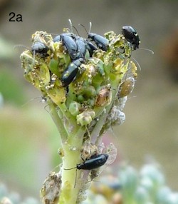 crucifer flea beetle