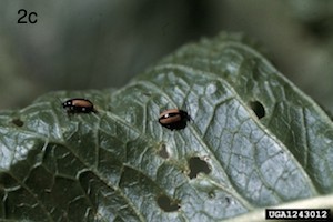 horseradish flea beetle