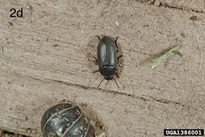 western black flea beetle