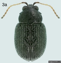 eggplant flea beetle