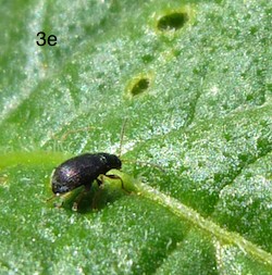 tuber flea beetle