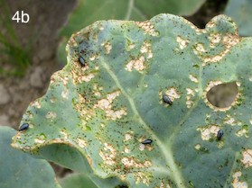 pitting damage on broccoli leaf by adult crucifer flea beetle