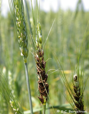 Brown spores of loose smut of wheat