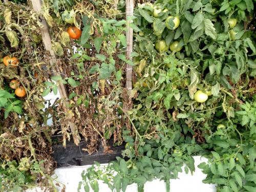 controling tomato pests and control