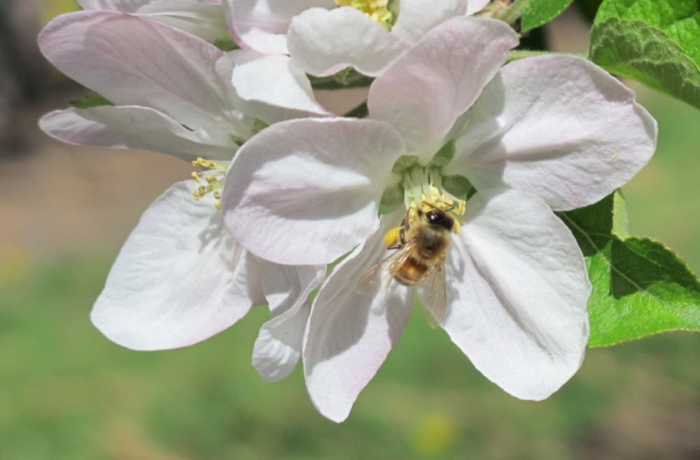 Insects move the pathogen from flower to flower Tianna Dupont WSU Extension