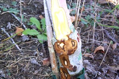 Infection at graft union termed "rootstock blight" Tim Smith WSU extension