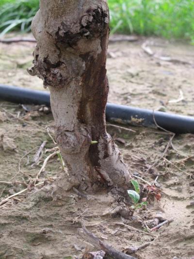 Water soaking and bacterial ooze due to fire blight Tianna DuPont WSU Extension