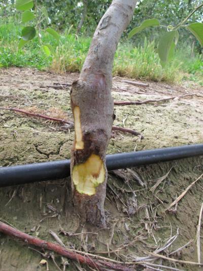 Red brown streaking fire blight Tianna Dupont WSU Extension