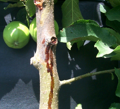 Pathogen ooze from old cankers Tim Smith WSU Extension