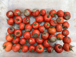 Blossom-end rot on tomato