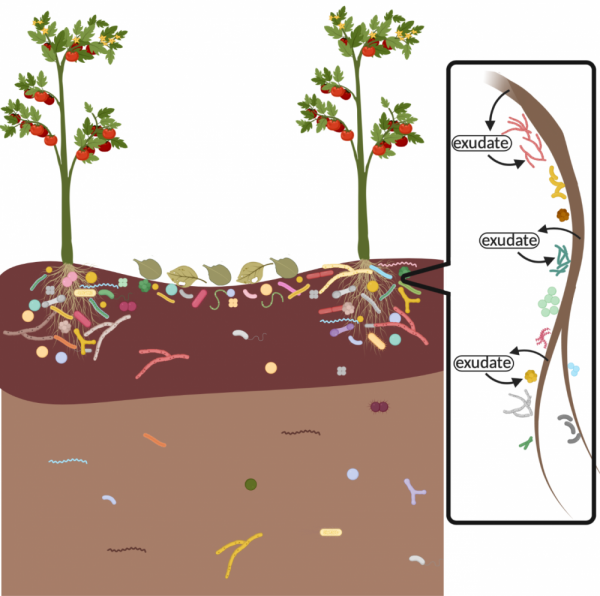 อัลบั้ม 97+ ภาพ จุลินทรีย์ ใน ดิน Soil Microorganism อัปเดต