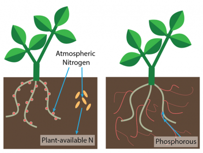 soil microbes