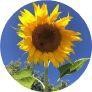 Peredovik sunflower