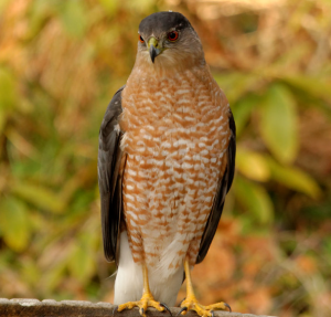 Promoting Beneficial Raptors: Identification, Pest Control Services ...