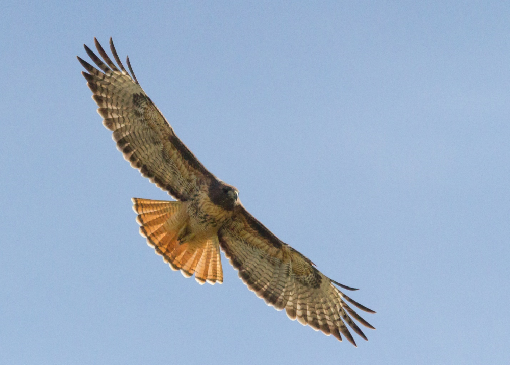 Red tailed hawk