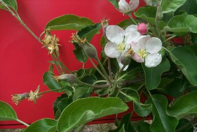 Late "rat tail" blooms after primary blooms have formed fruitlets