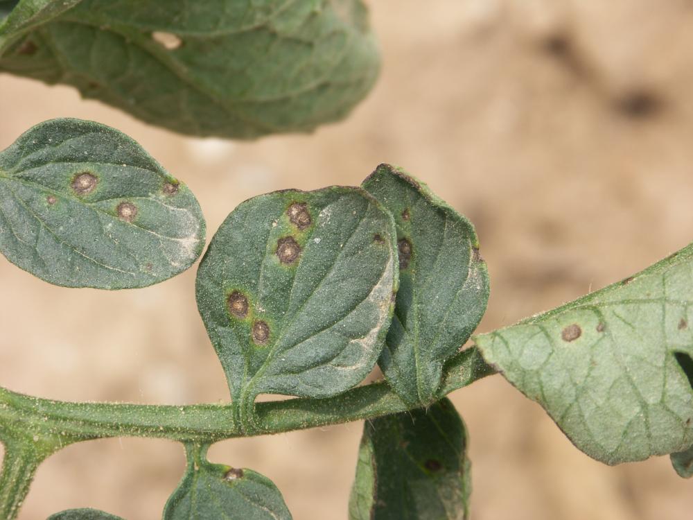 Figure 4 septoria leaf spot