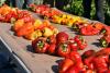 research field day, peppers