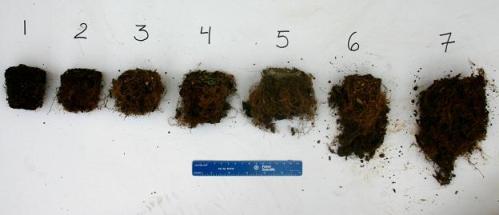 greenhouse experiment of potted blueberry grown with different composts, root ratings