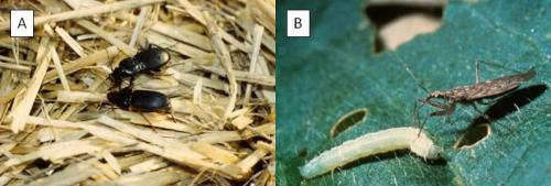 Figure 2. Key predators of squash bugs include (A) ground beetles and (B) damsel bugs