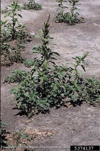 Mature redroot pigweed plant